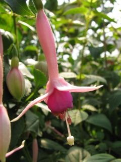 Fuchsienbild Fleur de Picardie 03