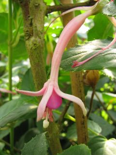 Fuchsienbild Fleur de Picardie 04