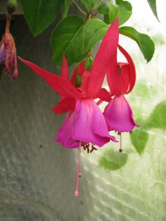 Fuchsienbild Flora 01