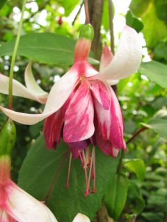 Fuchsienbild Florentina 01