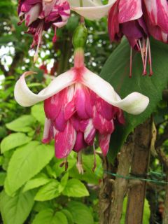 Fuchsienbild Florentina 02