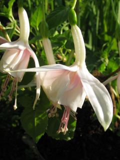 Fuchsienbild Flying Cloud 02