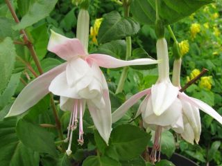 Fuchsienbild Flying Cloud 03