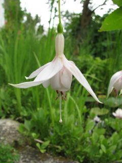 Fuchsienbild Flying Cloud 04