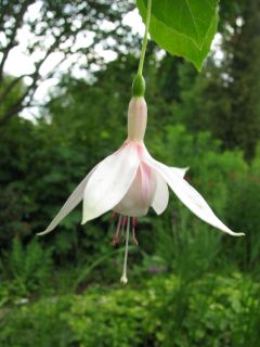 Fuchsienbild Flying Cloud 05