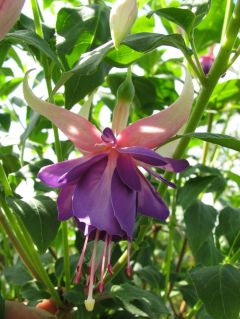 Fuchsienbild Föhnhimmel 01