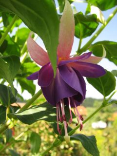 Fuchsienbild Föhnhimmel 02