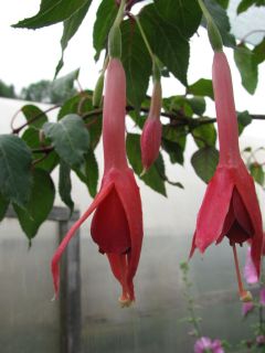 Fuchsienbild Fonzis Bastuba 02