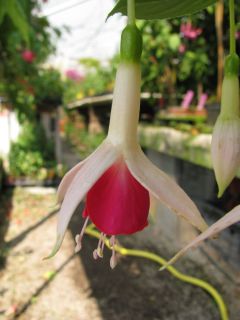 Fuchsienbild Formosissima 02