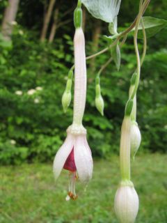 Fuchsienbild Frans Boers 02