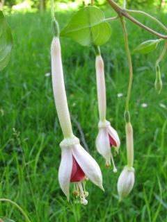 Fuchsienbild Frans Boers 03