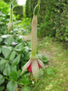 Fuchsienbild Frans Boers 04