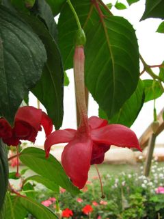 Fuchsienbild Frau Vreni Flückiger 01