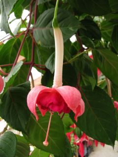 Fuchsienbild Frau Vreni Flückiger 02