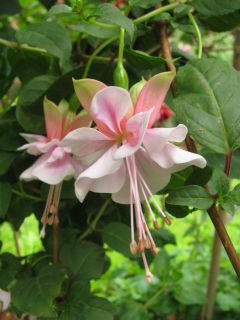 Fuchsienbild Freundeskreis Leonberg 01