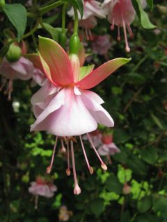 Fuchsienbild Freundeskreis Leonberg 02