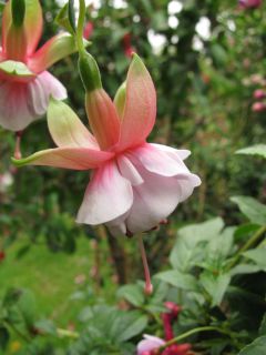 Fuchsienbild Freundeskreis Leonberg 03