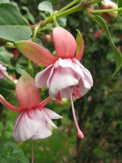 Fuchsienbild Freundeskreis Leonberg 04