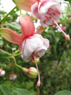 Fuchsienbild Freundeskreis Leonberg 05