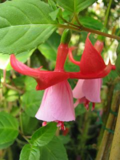 Fuchsienbild Freundeskreis Saar-Pfalz