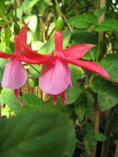 Fuchsienbild Freundeskreis Saar-Pfalz 02