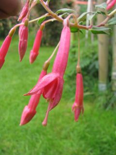 Fuchsienbild Fuchsiarama 91-01