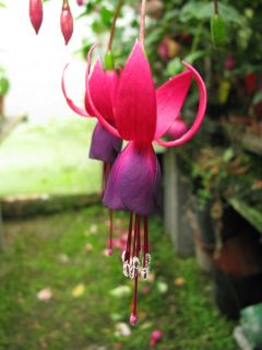 Fuchsia Gärtnermeister Gloßner 01