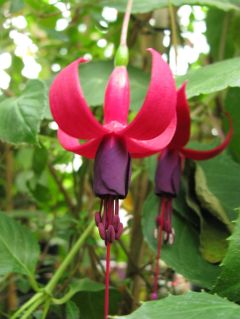 Fuchsia Gärtnermeister Gloßner 02