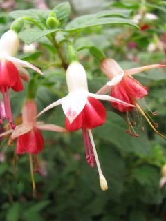 Fuchsia Galadriel 01