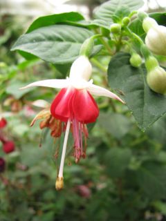 Fuchsia Galadriel 02