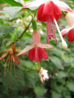 Fuchsia Galadriel 03