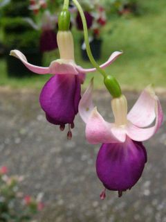 Fuchsia Garden Boy