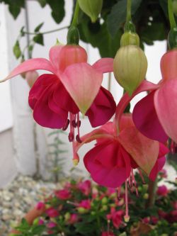 Fuchsia Garden News 01