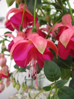 Fuchsia Garden News 02