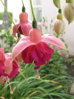 Fuchsia Garden News 03