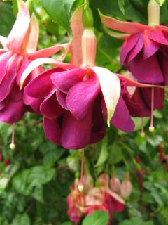 Fuchsia Garden Week 01