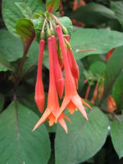 Fuchsia Gartenmeister Bonstedt 01