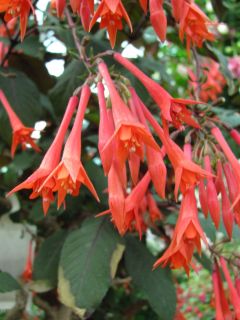 Fuchsia Gartenmeister Bonstedt 02