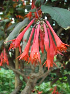 Fuchsia Gartenmeister Bonstedt 03