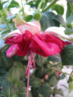 Fuchsia Gay Parasol 01