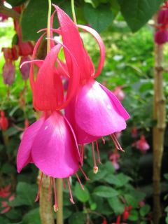 Fuchsia Gay Senorita 01