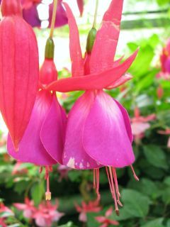 Fuchsia Gay Senorita 02