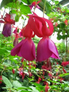 Fuchsia Gay Senorita 03