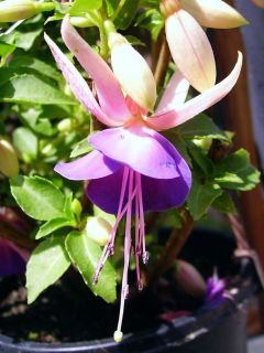 Fuchsia Gedenken an Gerhard 01