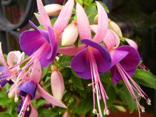 Fuchsia Gedenken an Gerhard 02