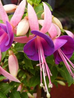 Fuchsia Gedenken an Gerhard 03