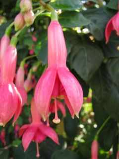 Fuchsia Geesche 01