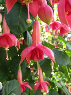 Fuchsia Geesche 02