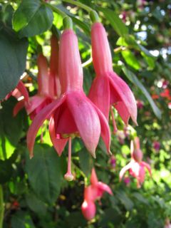 Fuchsia Geesche 03