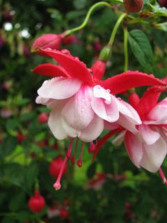 Fuchsia General Hoche 01